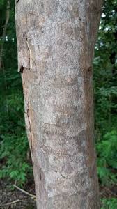 Attēlu rezultāti vaicājumam “Trichia scabra sessile”