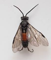 Attēlu rezultāti vaicājumam “Tenthredinidae”