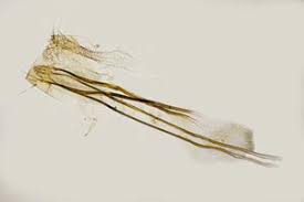 Attēlu rezultāti vaicājumam “Monopis monachella”