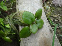 Attēlu rezultāti vaicājumam “Hydrocharitaceae”