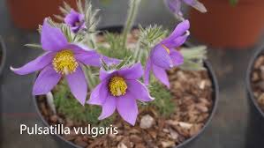 Attēlu rezultāti vaicājumam “Pulsatilla”