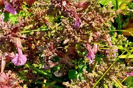 Attēlu rezultāti vaicājumam “Pedicularis palustris flower”