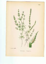 Attēlu rezultāti vaicājumam “Chara aspera”