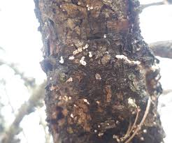 Attēlu rezultāti vaicājumam “Lachnellula willkommii”