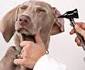 Dog Breeds & Their Health