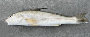 Image result for Menticirrhus americanus