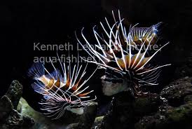 Image result for Pterois radiata