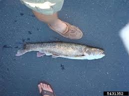 Image result for Ptychocheilus grandis