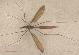 Attēlu rezultāti vaicājumam “Tipulidae female”