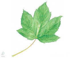 Attēlu rezultāti vaicājumam “Acer pseudoplatanus”