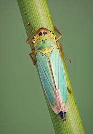Attēlu rezultāti vaicājumam “Cicadella viridis female”