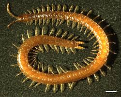 Attēlu rezultāti vaicājumam “Myriapoda”