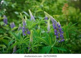 Image result for Lupinen