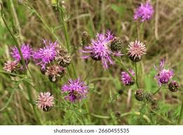Attēlu rezultāti vaicājumam “Centaurea scabiosa flower”