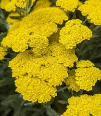 Image result for Achillea filipendulina