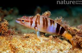 Image result for Serranus scriba