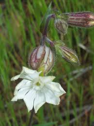 Attēlu rezultāti vaicājumam “Silene latifolia subsp. alba flower”