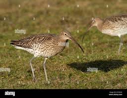 Attēlu rezultāti vaicājumam “Numenius arquata”