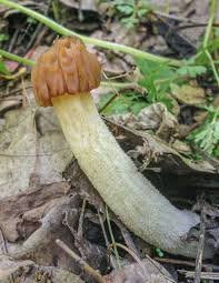 Attēlu rezultāti vaicājumam “Verpa bohemica”