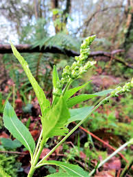 Attēlu rezultāti vaicājumam “Mercurialis perennis bud”