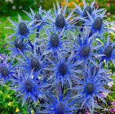 Attēlu rezultāti vaicājumam “Eryngium maritimum flower”