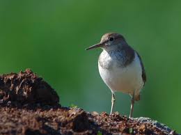 Attēlu rezultāti vaicājumam “Actitis hypoleucos”