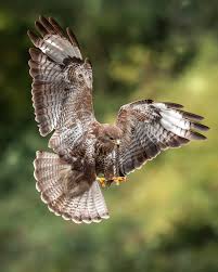 Attēlu rezultāti vaicājumam “Buteo buteo”