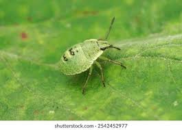 Attēlu rezultāti vaicājumam “Palomena prasina nymph”