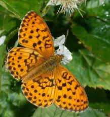 Attēlu rezultāti vaicājumam “Brenthis daphne”