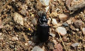 Attēlu rezultāti vaicājumam “Nebria brevicollis”