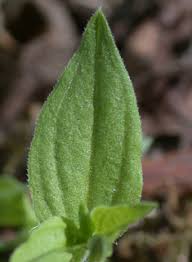 Attēlu rezultāti vaicājumam “Moehringia trinervia bud”
