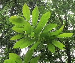 Attēlu rezultāti vaicājumam “Castanea sativa  leaf”