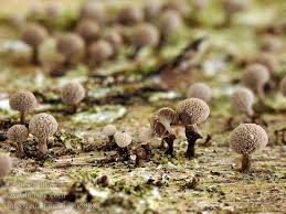 Attēlu rezultāti vaicājumam “Phleogena faginea young”