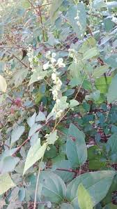 Attēlu rezultāti vaicājumam “Fallopia dumetorum”