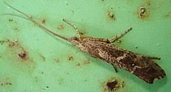 Attēlu rezultāti vaicājumam “Glyphotaelius pellucidus”