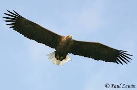 Image result for Haliaeetus albicilla