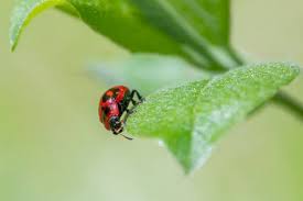 Attēlu rezultāti vaicājumam “Gonioctena viminalis”