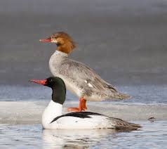 Attēlu rezultāti vaicājumam “Mergus merganser”