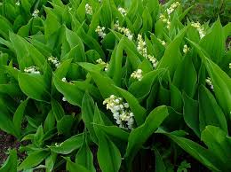 Attēlu rezultāti vaicājumam “Convallaria majalis”