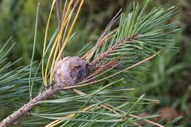 Attēlu rezultāti vaicājumam “Retinia resinella”