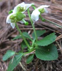 Attēlu rezultāti vaicājumam “Moneses uniflora”