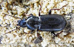 Attēlu rezultāti vaicājumam “Pterostichus melanarius”