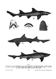 Image result for Scylliogaleus quecketti