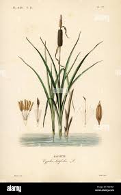 Attēlu rezultāti vaicājumam “Typha latifolia leaf”