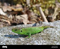 Attēlu rezultāti vaicājumam “Lacerta agilis male”