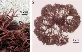 Attēlu rezultāti vaicājumam “Ceramium sp.”