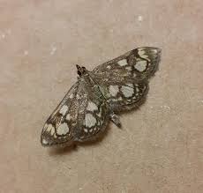 Attēlu rezultāti vaicājumam “Anania stachydalis”