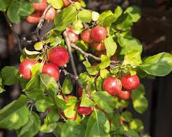 Attēlu rezultāti vaicājumam “Malus sylvestris”