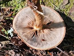 Attēlu rezultāti vaicājumam “Stropharia albocrenulata”