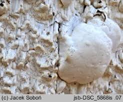 Attēlu rezultāti vaicājumam “Skeletocutis odora”